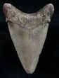 Light Colored Megalodon Tooth - Serrated #10980-1
